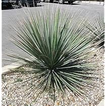 ダシリリオン　テキサナム 61eC+z5tD5L._AC_UL210_SR210,